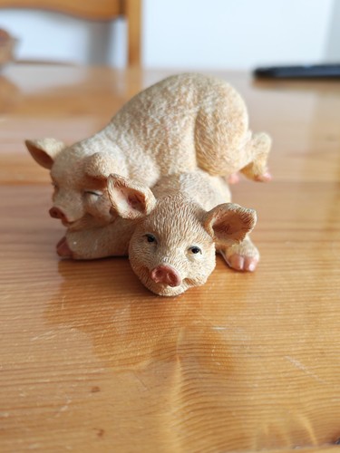 Two pigs laying - on, eachother